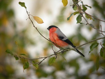 Goudvink / Bullfinch