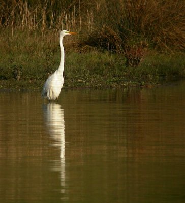 Grote Zilverreiger / Great White Egret