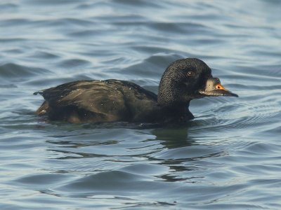 Zwarte Zee-eend / Common Scoter