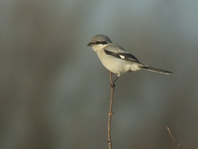 Klapekster / Great Grey Shrike