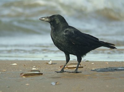 Zwarte Kraai / Carion Crow