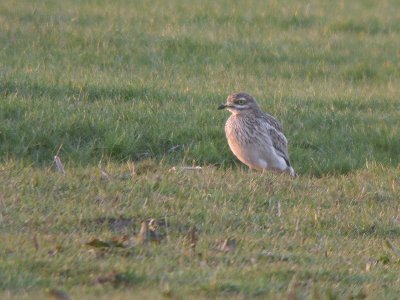 Griel / Stone Curlew