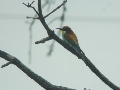 Bijeneter / Bee-eater