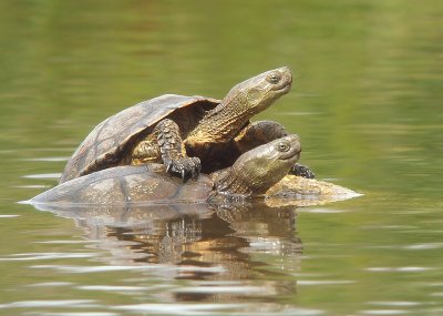 Moorse Beekschildpad / Mediterranean Pond Turtle
