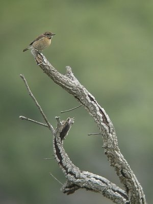 Roodborsttapuit / Stonechat