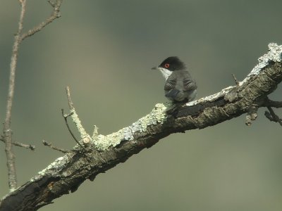 Kleine Zwartkop / Sardinian Warbler