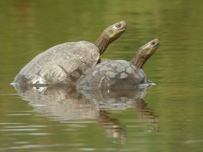 Moorse Beekschildpad / Mediterranean Pond Turtle
