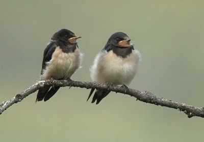 Boerenzwaluw / Barn Swallow
