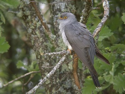 Koekoek / Common Cuckoo