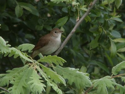 Nachtegaal / Nightingale