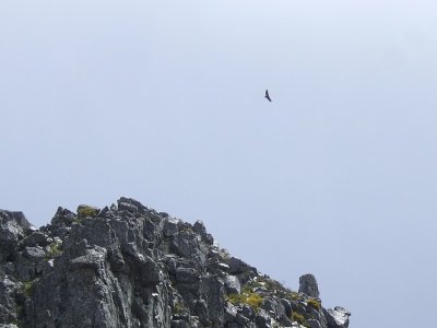 Vale Gier / Griffon Vulture