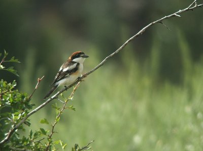 Roodkopklauwier / Woodchat Shrike