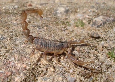Schorpioen /Scorpion
