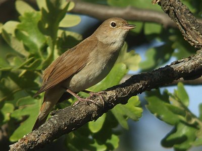 Nachtegaal / Nightingale