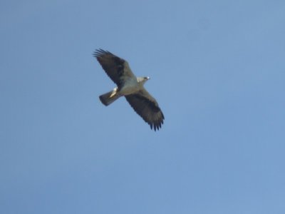 Havikarend / Bonelli's Eagle