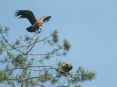 Vale Gier / Griffon Vulture
