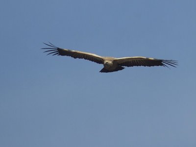 Vale Gier / Griffon Vulture