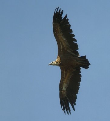 Vale Gier / Griffon Vulture