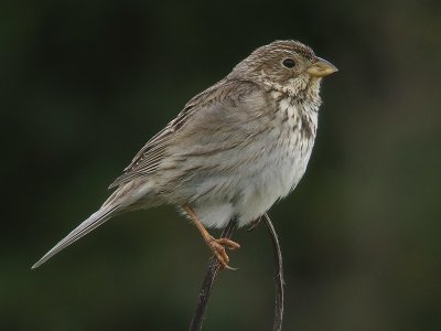 Grauwe Gors / Corn Bunting