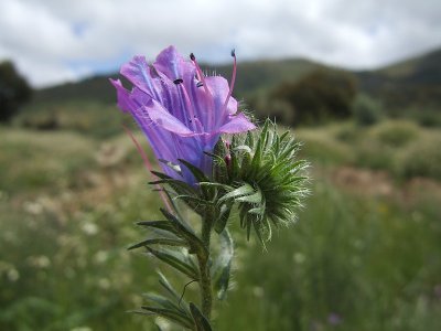 Bloem