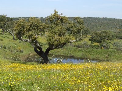 Kurkeik / Cork Oak