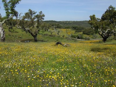 Kurkeikenbos / Cork Oak forest
