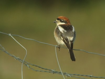 Roodkopklauwier / Woodchat Shrike