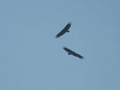 Monniksgieren / Black Vulture