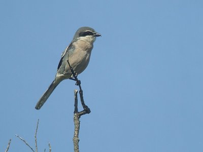 Zuidelijke Klapekster / Southern Grey Shrike