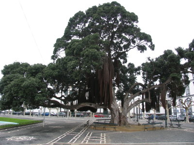 Huge tree from New Zealand growing in Ponta Delgada