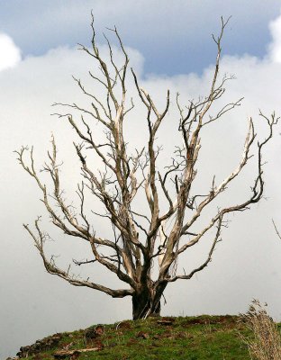 This dead wood tree has since been cut down.  