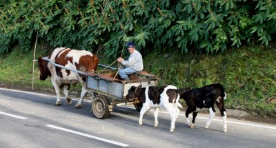Farmer transporting two calves to the field.
