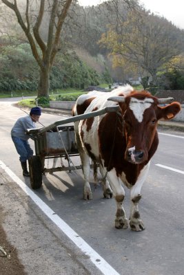 Waiting for the farmer to say go.