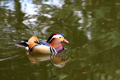 Colorful little one