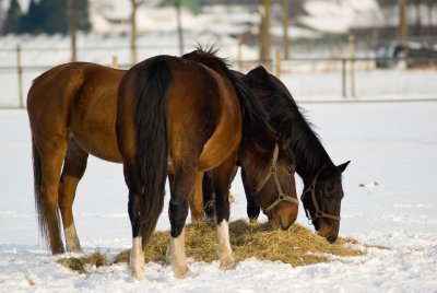 Justify, Red and Turbo