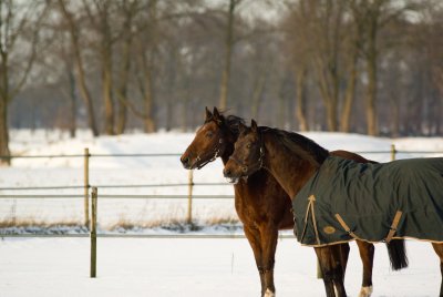 WINTER IN WESTERBEEK