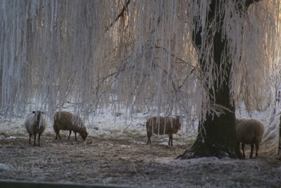 Sheep in Winter Wonderland