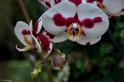 Orchid VIIII