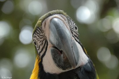 Parrot D