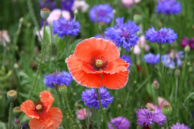 Flowers