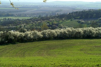 Spring: Austerlitz