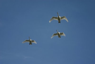 Swan 3