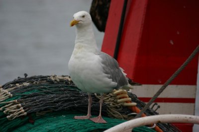 seagull 1