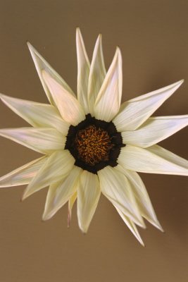 Gazania