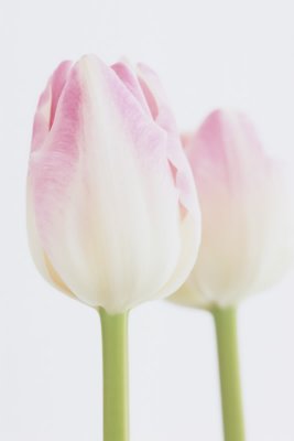 Tulip Upstar