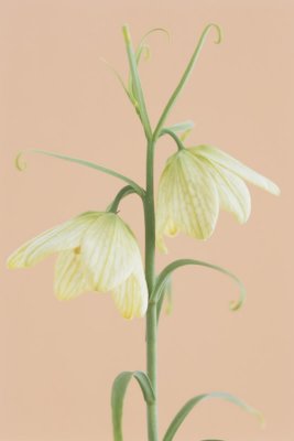 Fritillaria