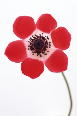 Anemone