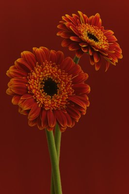 Gerbera