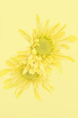 Chrysanthemum