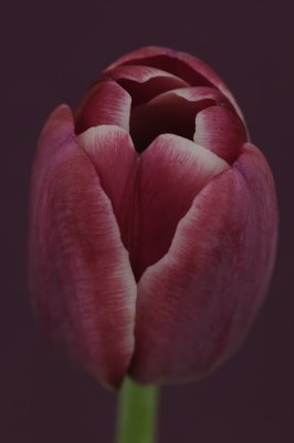 Tulip